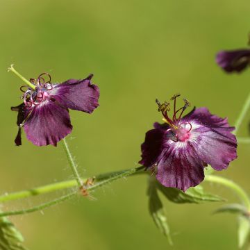 Geranium phaeum Mourning Widow - Donkere ooievaarsbek