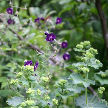 Geranium phaeum Raven - Donkere ooievaarsbek