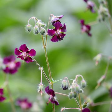 Geranium phaeum - Donkere ooievaarsbek