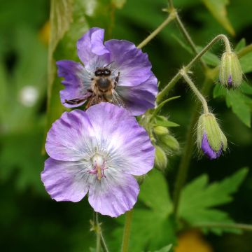 Geranium phaeum var lividum - Donkere ooievaarsbek
