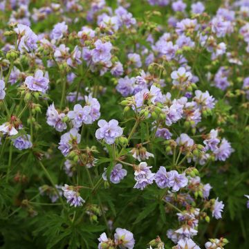 Geranium pratense Cloud Nine - Beemdooievaarsbek