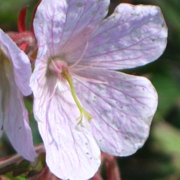 Geranium pratense Marshmallow - Beemdooievaarsbek