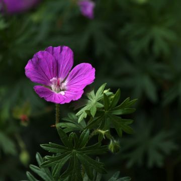 Geranium sanguineum Hannelore - Bloedooievaarsbek
