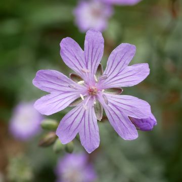 Geranium tuberosum - Knolooievaarsbek
