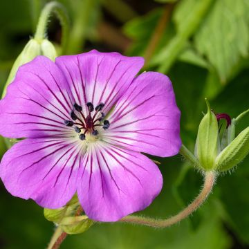 Geranium wallichianum Magical® All Summer Delight - Ooievaarsbek