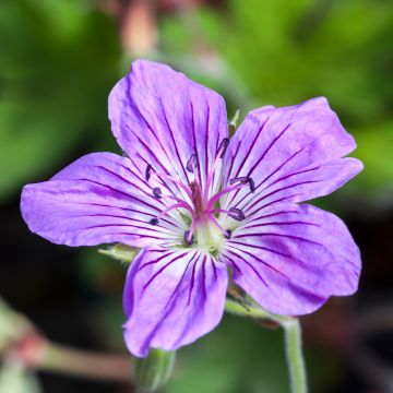 Geranium wlassovianum - Ooievaarsbek