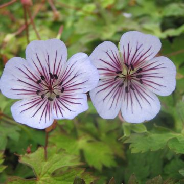 Geranium wallichianum Crystal Lake - Ooievaarsbek