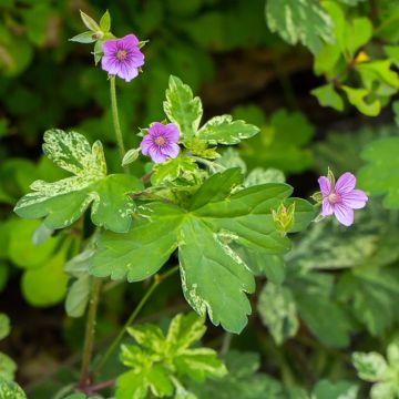 Geranium yoshinoi Confetti - Ooievaarsbek