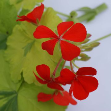 Pelargonium Crystal Palace Gem - Zonale geranium