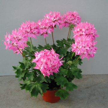 Pelargonium Fireworks Pink - Zonale geranium