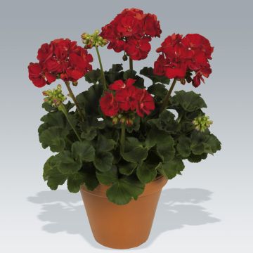 Pelargonium Victor - Zonale geranium