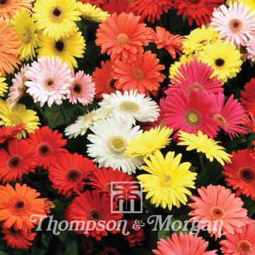 Gerbera jamesonii T&M Mixed F2 (zaad) - Barberton-madeliefje