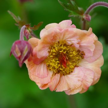 Geum Bell Bank - Nagelkruid