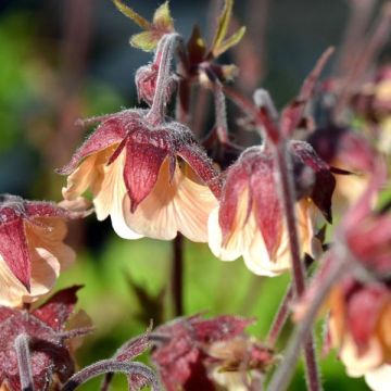 Geum rivale Coppertone - Knikkend nagelkruid