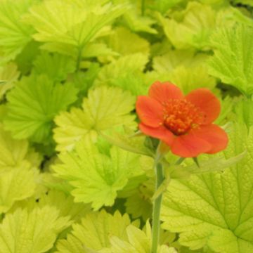 Geum Eos - Nagelkruid