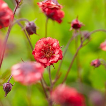 Geum Flames of Passion - Nagelkruid