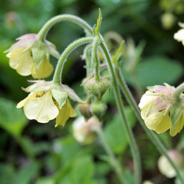 Geum rivale Lemon Drops - Knikkend nagelkruid