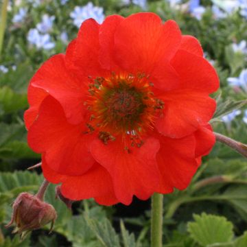 Geum coccineum Red Wings - Nagelkruid