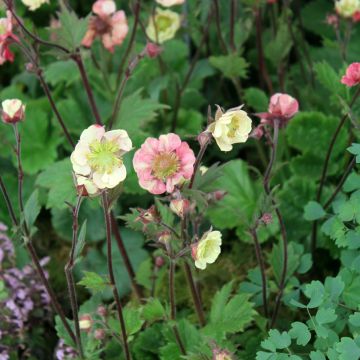Geum Tempo Roze - Nagelkruid