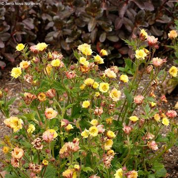 Geum Tempo Yellow - Nagelkruid