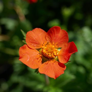 Geum coccineum Koi - Nagelkruid