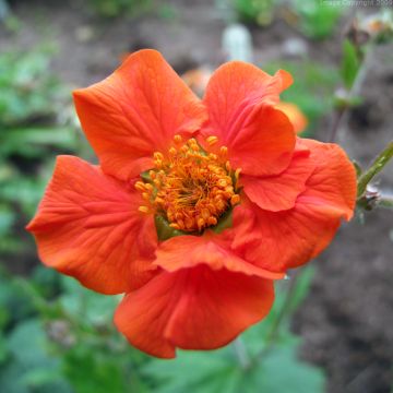 Geum coccineum Werner Arends - Nagelkruid