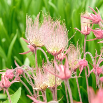Geum triflorum - Nagelkruid