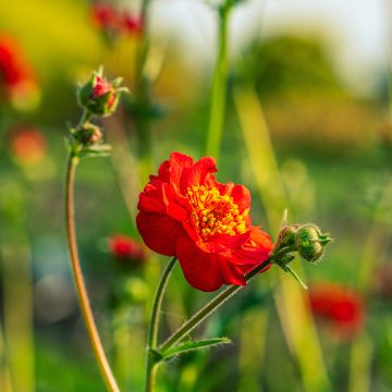 Geum coccineum Flore Pleno Blazing Sunset (zaad) - Nagelkruid