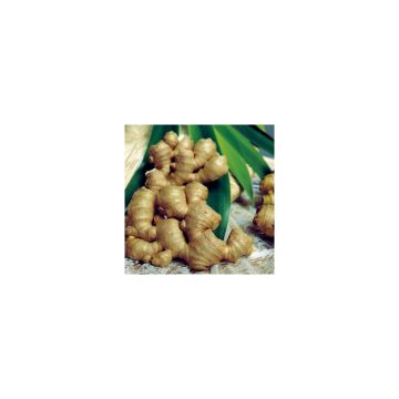 Gember - Zingiber officinale