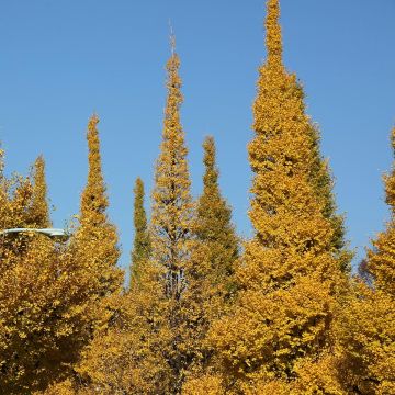 Ginkgo biloba Eiffel - Japanse notenboom
