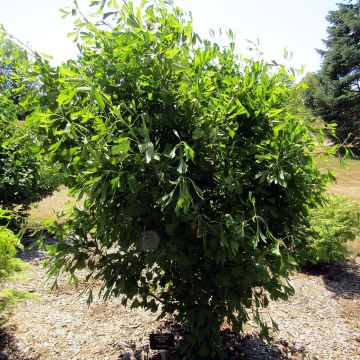 Ginkgo biloba Saratoga - Japanse notenboom
