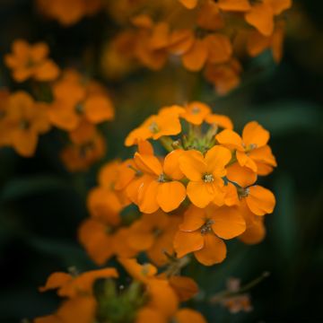 Erysimum Apricot Twist – Muurbloem