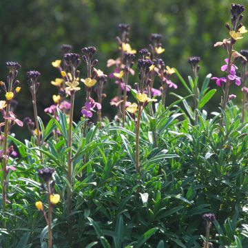 Erysimum mutabile – Muurbloem