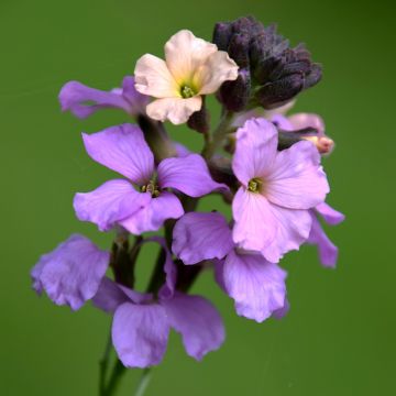 Erysimum Jenny Brook – Muurbloem