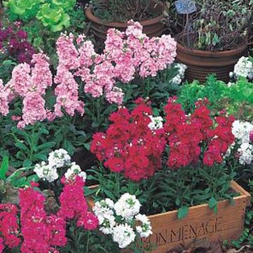 Collectie van 15 Historische Muurbloemen (Erysimum cheiri)