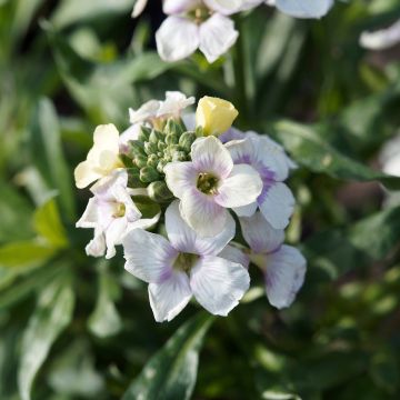 Erysimum Rysi Moon – Muurbloem