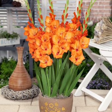 Gladiool Jenny - Grootbloemige gladiool