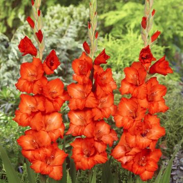 Gladiool Wigs Sensation - Grootbloemige gladiool