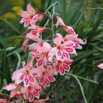Gladiolus nanus Nathalie - Dwerggladiool