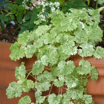 Glechoma hederacea Dappled Light - Hondsdraf
