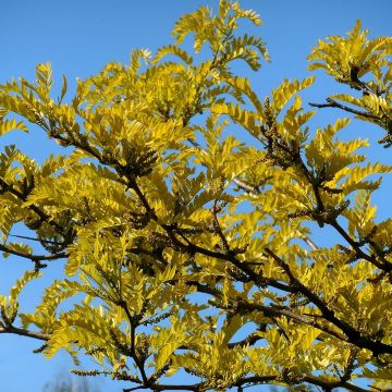 Gleditsia triacanthos Shademaster - Valse christusdoorn