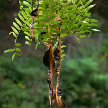 Gleditsia triacanthos f. inermis (zaad) - Valse christusdoorn