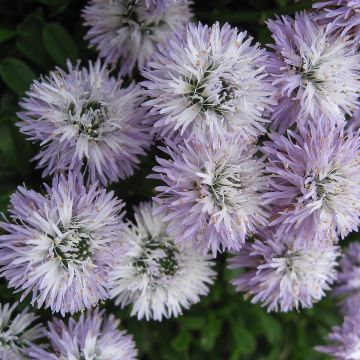 Globularia cordifolia - Kogelbloem