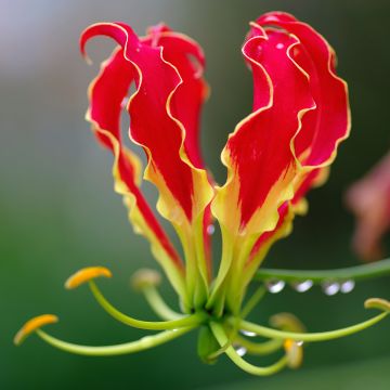 Gloriosa rothschildiana - Klimlelie