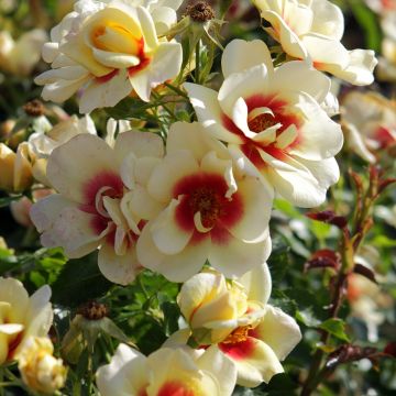 Rosa Glorious Babylon Eyes - Struikroos