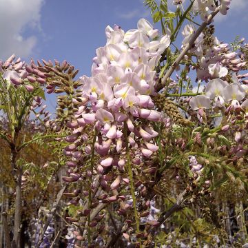 Wisteria brachybotrys Shiro-Beni - Japanse blauweregen