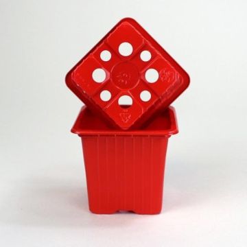 Pot kleur Rood van vermeerdering - verkocht per 30