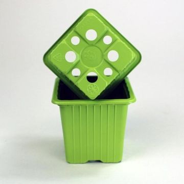 Pot kleur Groen bamboe van vermeerdering - verkocht per 30