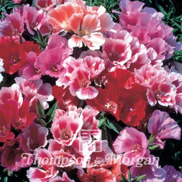 Godetia amoena Thoroughly Modern Millie (zaad) - Zomerazalea