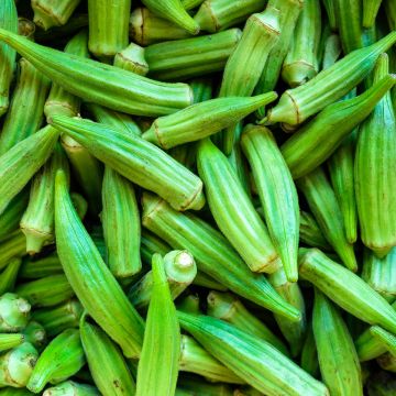 Okra - Abelmoschus esculentus